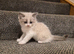 Beautiful ragdoll kittens