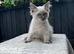 Ragdoll kittens