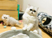 Stunning silver and golden chinchilla kittens!