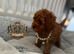 5star licensed Esponjoso DWKC registered toy poodles girl