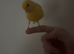 a hand tame canary