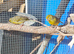 Spanish timbrado cock birds