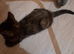 Lovely Kittens