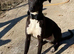 Male Lurcher