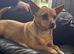3 dogs for sale