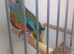 Splendid Parakeets 1 pair only