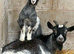 6 Pygmy goat kids for sale