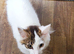 Milo Mixed Breed need rehoming