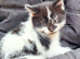 Stunning kittens. Beautiful colours and characters