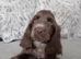 ️KC Health Tested Chocolate Show Type Cocker Puppies️