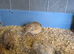 Beautiful Quails For Sale