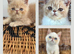 Stunning exotic kittens high quality