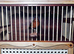 Red Siskin x red factor cock bird mule with cage