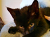 2 Beautiful Kittens Looking for Loving Home