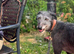 Lurcher for Rehoming