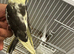 Bonded Breeding Pair of Cockatiels – Recently Laid Eggs