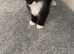 Black and white kitten