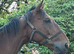 Gentle giant 16.3/17h 7yo unraced Irish TB gelding