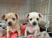 Stunning chihuahua puppies