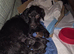 Puppies