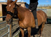 Gorgeous 16.1hh Anglian European Warmblood All-Rounder Mare