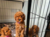 Beautiful F1bb Red Cavapoo Puppy – Only 1 Gorgeous Girl Remaining \(Purple Collar\) **