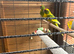 Baby Kakarikies ready to go