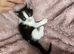 Female kittens