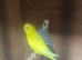 Budgies hand tame