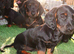 4 beautiful puppies available two male two females