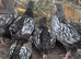 Wyandotte chicks