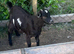 Beautiful Pygmy x Goats
