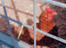 Barnyard mix hatching eggs 6