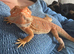 Ember looking for her forever home (full set up)