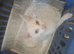 White kittens for sale