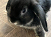 Male mini lop