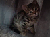 2 tabby sisters for sale