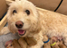 Exceptional F2 Miniature Cockapoo Puppies