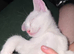 WHITE KITTEN FOR POTENTIAL SALE PLEASE READ