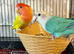 Baby Lovebird ready for reserving