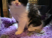 Black & White male kitten