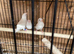 Wanted zebrafinch