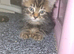 2 kittens for new home