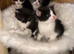 Adorable Ragdoll Kittens