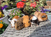 Baby Guinea Pigs Smooth, Crested, Fuzzy and AbbyBeautiful baby boys i have funky coated, crested and smooth in gorgeous colours All friendly, happy a