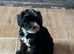 Cockapoo x puppies for sale