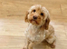 Goldendoodle x girl