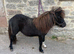 Miniature Shetland filly