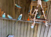 Budgies for sale
