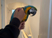 Macaw for sale